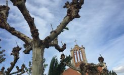 El Ayuntamiento contratará tres jardineros de forma temporal